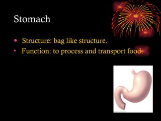 Stomach Structure: bag like structure. Function: to process and transport food. 