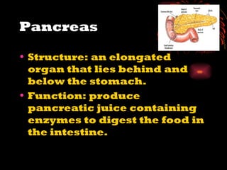 Pancreas Structure: an elongated organ that lies behind and below the stomach. Function: produce pancreatic juice containing enzymes to digest the food in the intestine. 