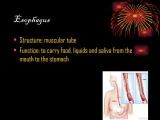 Esophagus Structure: muscular tube Function: to carry food, liquids and saliva from the mouth to the stomach 
