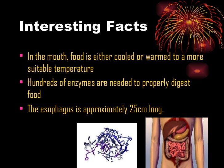 Fun Facts About The Mouth In The Digestive System Fun Guest