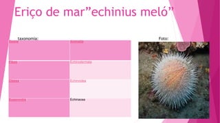 Eriço de mar”echinius meló”
Foto:
Regne: Animalia
Fílum: Echinodermata
Classe: Echinoidea
Superordre: Echinacea
taxonomia:
 