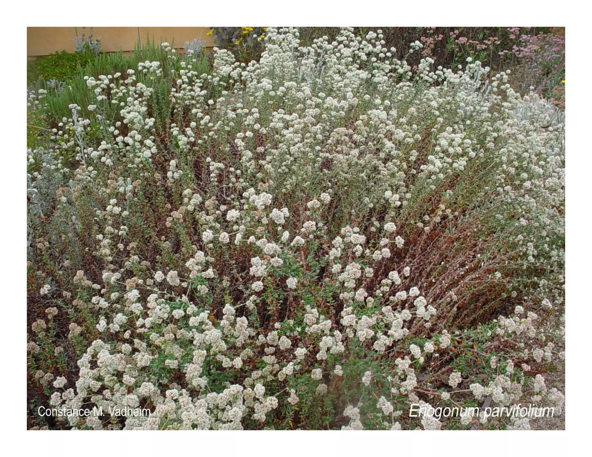 Eriogonum parvifolium    web show