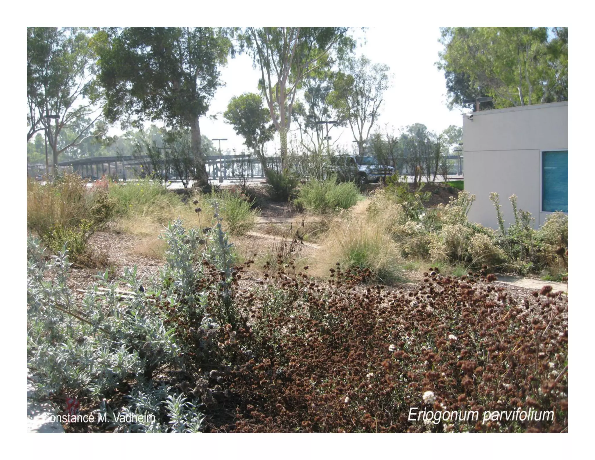 Eriogonum parvifolium    web show