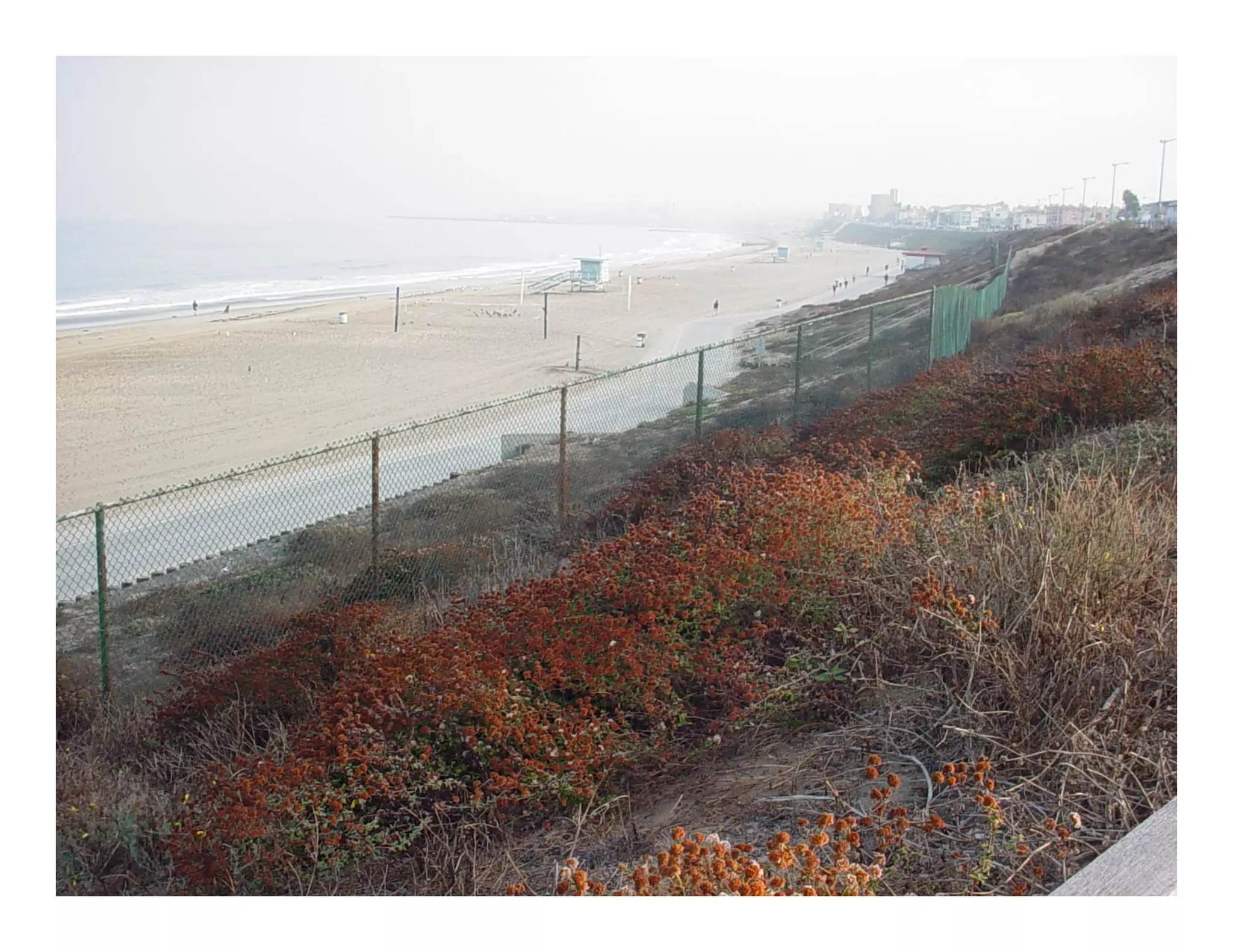 Eriogonum parvifolium    web show