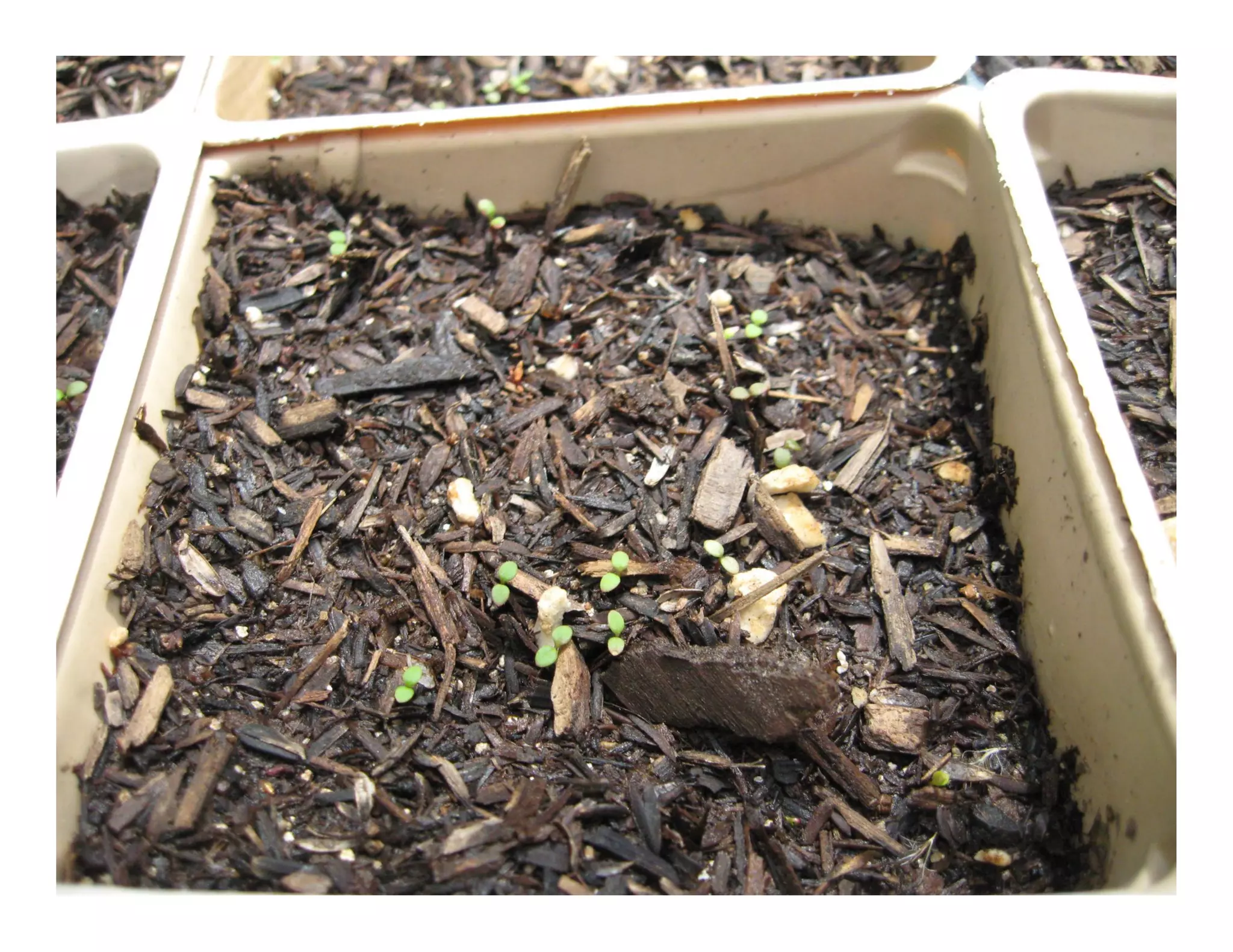 Eriogonum parvifolium    web show