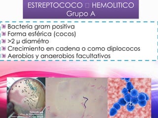 ESTREPTOCOCO ᵦHEMOLITICO
Grupo A
Bacteria gram positiva
Forma esférica (cocos)
>2 µ diamétro
Crecimiento en cadena o como diplococos
Aerobios y anaerobios facultativos

 