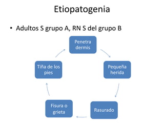 Etiopatogenia
• Adultos S grupo A, RN S del grupo B
Penetra
dermis
Pequeña
herida
Rasurado
Fisura o
grieta
Tiña de los
pies
 