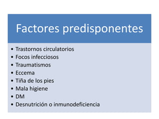 Factores predisponentes
• Trastornos circulatorios
• Focos infecciosos
• Traumatismos
• Eccema
• Tiña de los pies
• Mala higiene
• DM
• Desnutrición o inmunodeficiencia
 