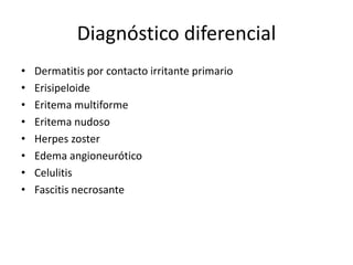 Diagnóstico diferencial
• Dermatitis por contacto irritante primario
• Erisipeloide
• Eritema multiforme
• Eritema nudoso
• Herpes zoster
• Edema angioneurótico
• Celulitis
• Fascitis necrosante
 
