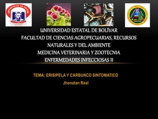 TEMA: ERISIPELA Y CARBUNCO SINTOMATICO
Jhonatan Real
UNIVERSIDAD ESTATAL DE BOLÍVAR
FACULTAD DE CIENCIAS AGROPECUARIAS, RECURSOS
NATURALES Y DEL AMBIENTE
MEDICINA VETERINARIA Y ZOOTECNIA
ENFERMEDADES INFECCIOSAS II
 