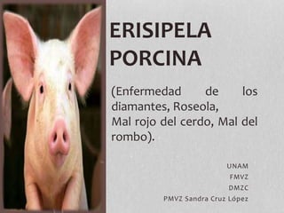 UNAM
FMVZ
DMZC
PMVZ Sandra Cruz López
ERISIPELA
PORCINA
(Enfermedad de los
diamantes, Roseola,
Mal rojo del cerdo, Mal del
rombo).
 