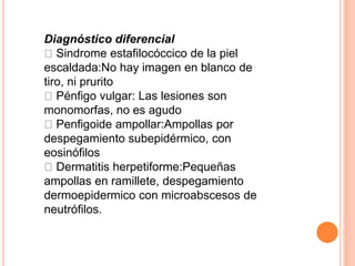 Diagnóstico diferencial
Sindrome estafilocóccico de la piel
escaldada:No hay imagen en blanco de
tiro, ni prurito
Pénfigo vulgar: Las lesiones son
monomorfas, no es agudo
Penfigoide ampollar:Ampollas por
despegamiento subepidérmico, con
eosinófilos
Dermatitis herpetiforme:Pequeñas
ampollas en ramillete, despegamiento
dermoepidermico con microabscesos de
neutrófilos.
 