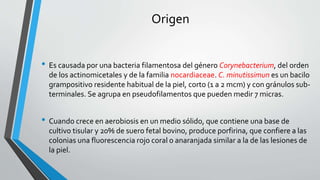 Origen
• Es causada por una bacteria filamentosa del género Corynebacterium, del orden
de los actinomicetales y de la familia nocardiaceae. C. minutissimun es un bacilo
grampositivo residente habitual de la piel, corto (1 a 2 mcm) y con gránulos sub-
terminales. Se agrupa en pseudofilamentos que pueden medir 7 micras.
• Cuando crece en aerobiosis en un medio sólido, que contiene una base de
cultivo tisular y 20% de suero fetal bovino, produce porfirina, que confiere a las
colonias una fluorescencia rojo coral o anaranjada similar a la de las lesiones de
la piel.
 