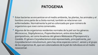 PATOGENIA
• Estas bacterias se encuentran en el medio ambiente, las plantas, los animales y el
hombre como parte de su biota normal; también se relacionan con
enfermedades. Normalmente la piel es colonizada por gran número de
organismos que viven como comensales.
• Algunos de los organismos residentes normales de la piel son los géneros:
Micrococcus, Staphylococcus, Propionibacterium, entre otros bacilos
grampositivos, así como levaduras del género Malassezia (Pityrosporum) y
Candida. El género Corynebacterium está representado, principalmente, por
Corynebacterium minutissimum, pero hay otras especies como C. xerosis y el grupo
de los organismos JK, que son colonizadores de la piel de individuos en el medio
nosocomial.
 