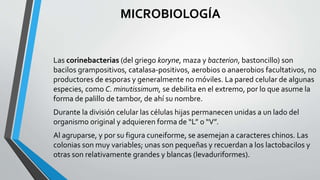 MICROBIOLOGÍA
Las corinebacterias (del griego koryne, maza y bacterion, bastoncillo) son
bacilos grampositivos, catalasa-positivos, aerobios o anaerobios facultativos, no
productores de esporas y generalmente no móviles. La pared celular de algunas
especies, como C. minutissimum, se debilita en el extremo, por lo que asume la
forma de palillo de tambor, de ahí su nombre.
Durante la división celular las células hijas permanecen unidas a un lado del
organismo original y adquieren forma de “L” o “V”.
Al agruparse, y por su figura cuneiforme, se asemejan a caracteres chinos. Las
colonias son muy variables; unas son pequeñas y recuerdan a los lactobacilos y
otras son relativamente grandes y blancas (levaduriformes).
 