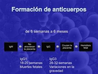 IgM
No
atraviesan
la placenta
IgG
Cruzan la
placenta
Hemólisis
fetal
IgG1
18-20 semanas
Muertes fetales
IgG3
28-32 semanas
Variaciones en la
gravedad
de 6 semanas a 6 meses
 