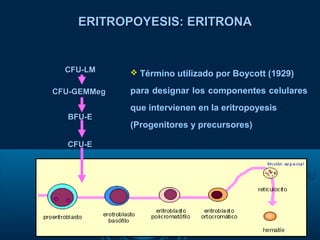 CFU-GEMMegCFU-GEMMeg
BFU-EBFU-E
CFU-ECFU-E
ERITROPOYESIS: ERITRONAERITROPOYESIS: ERITRONA
CFU-LMCFU-LM  Término utilizado por Boycott (1929)
para designar los componentes celulares
que intervienen en la eritropoyesis
(Progenitores y precursores)
 