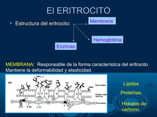  Estructura del eritrocito:Estructura del eritrocito:
El ERITROCITOEl ERITROCITO
Membrana.
Hemoglobina
Enzimas
MEMBRANA: Responsable de la forma característica del eritrocito
Mantiene la deformabilidad y elasticidad.
Lípidos
Proteínas
Hidratos de
carbono
 