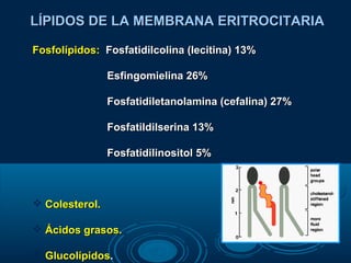 Fosfolípidos:Fosfolípidos: Fosfatidilcolina (lecitina) 13%Fosfatidilcolina (lecitina) 13%
Esfingomielina 26%Esfingomielina 26%
Fosfatidiletanolamina (cefalina) 27%Fosfatidiletanolamina (cefalina) 27%
Fosfatildilserina 13%Fosfatildilserina 13%
Fosfatidilinositol 5%Fosfatidilinositol 5%
 Colesterol.Colesterol.
 Ácidos grasos.Ácidos grasos.
 GlucolípidosGlucolípidos..
LÍPIDOS DE LA MEMBRANA ERITROCITARIALÍPIDOS DE LA MEMBRANA ERITROCITARIA
 
