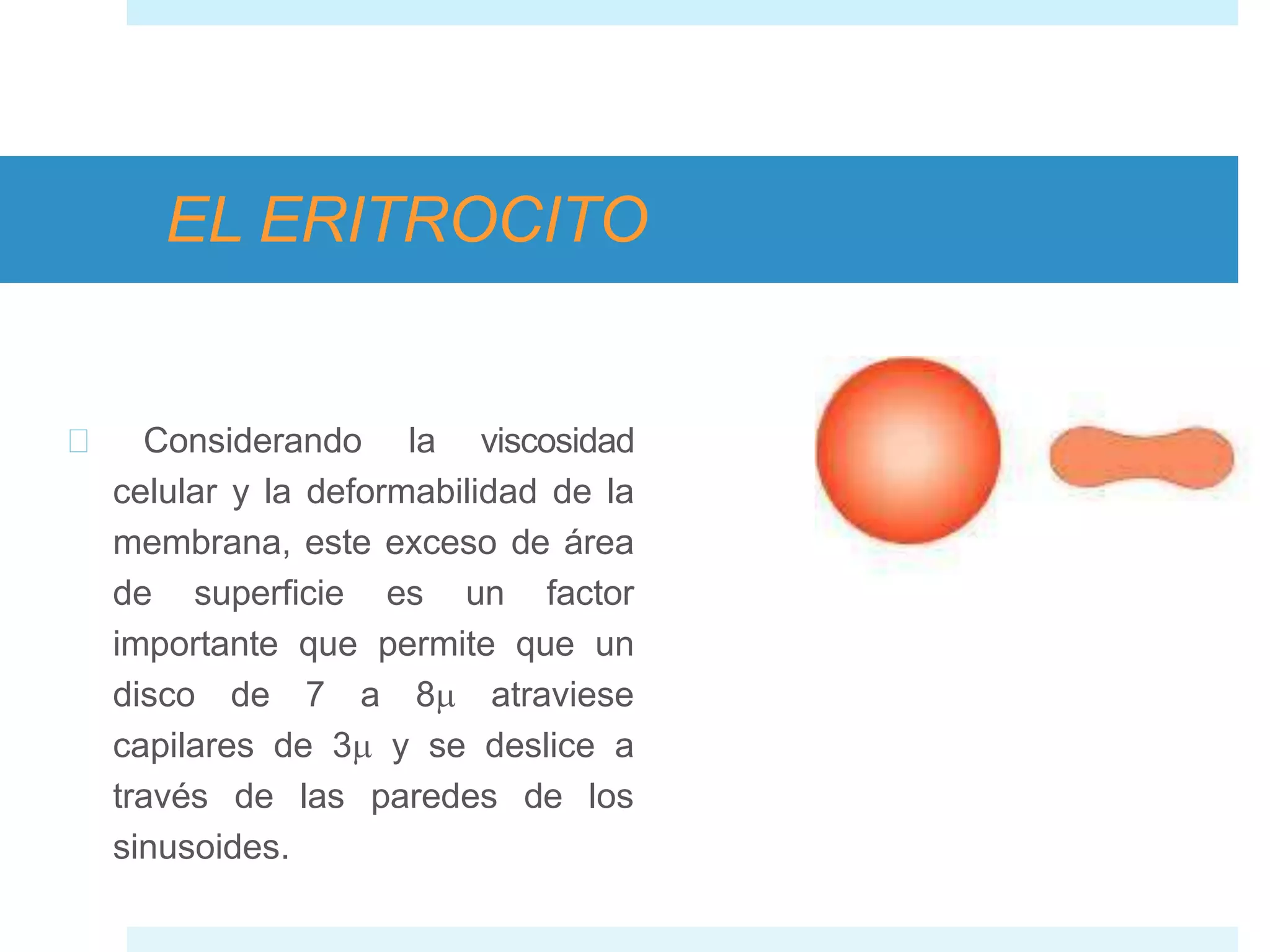 Eritrocito, tipos y funciones | PPTX