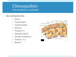 Citoesqueleto
deformabilidad y estabilidad
Se compone de :
Actina
Tropomiosina
Tropomodulina
Aducina
Proteina 4.1
Dematina (p4.9)
Porción de Banda 3
Proteína 4.2
Banda 7
 