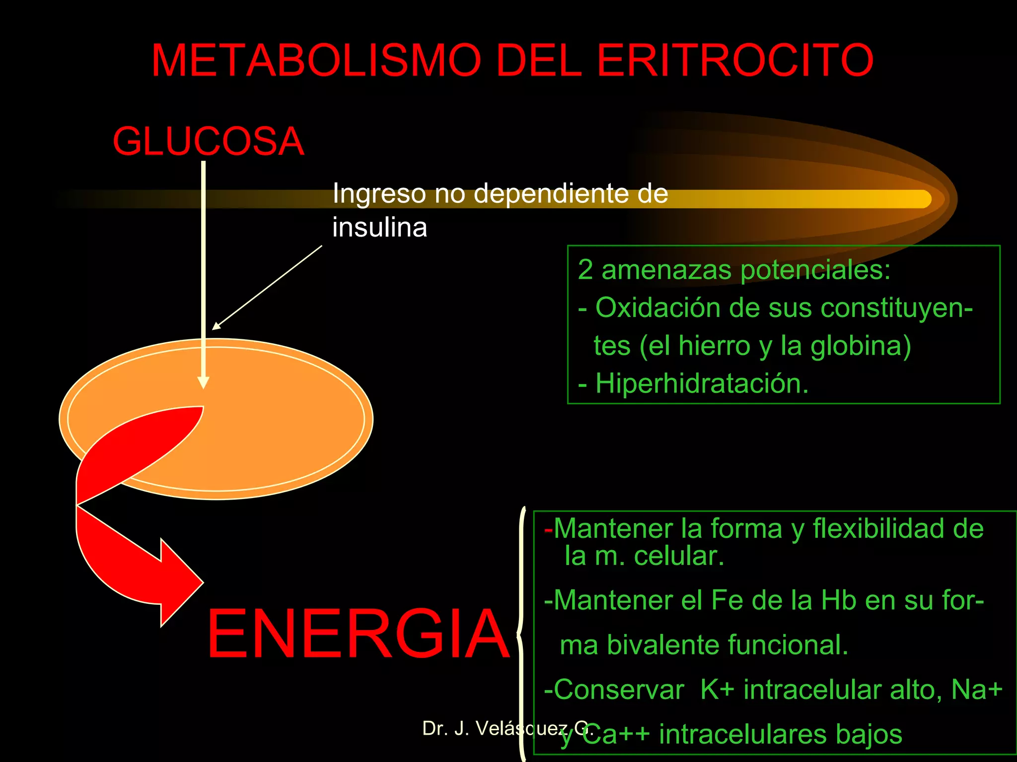 METABOLISMO DEL ERITROCITO GLUCOSA Ingreso no dependiente de insulina 2 amenazas potenciales: - Oxidación de sus constituyen- tes (el hierro y la globina) - Hiperhidratación. ENERGIA - Mantener la forma y flexibilidad de la m. celular. -Mantener el Fe de la Hb en su for- ma bivalente funcional. -Conservar  K+ intracelular alto, Na+ y Ca++ intracelulares bajos 