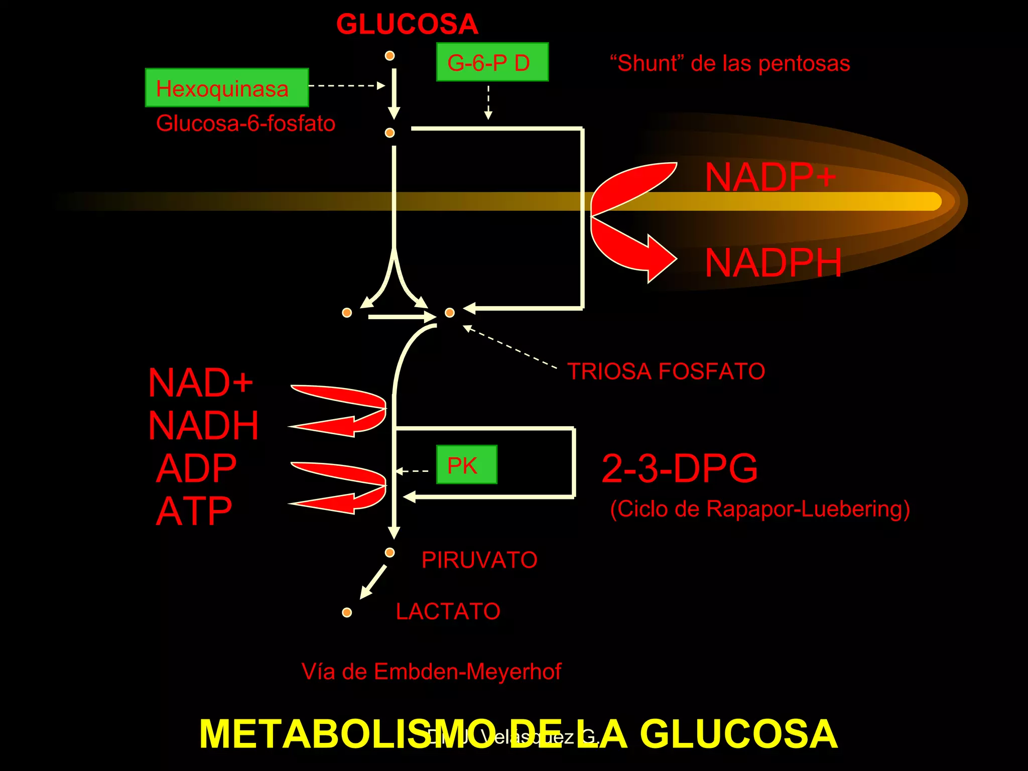 GLUCOSA Glucosa-6-fosfato Hexoquinasa G-6-P D NADP+ NADPH TRIOSA FOSFATO PK NAD+ NADH ADP ATP PIRUVATO LACTATO 2-3-DPG (Ciclo de Rapapor-Luebering) Vía de Embden-Meyerhof “ Shunt” de las pentosas METABOLISMO DE LA GLUCOSA 