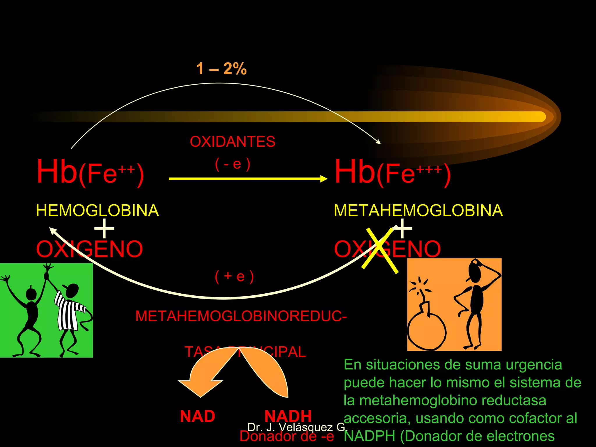 Hb (Fe ++ ) Hb (Fe +++ ) HEMOGLOBINA METAHEMOGLOBINA OXIGENO OXIGENO OXIDANTES ( - e ) METAHEMOGLOBINOREDUC-  TASA PRINCIPAL NADH NAD ( + e ) En situaciones de suma urgencia puede hacer lo mismo el sistema de la metahemoglobino reductasa accesoria, usando como cofactor al NADPH (Donador de electrones Donador de -e 1 – 2% 