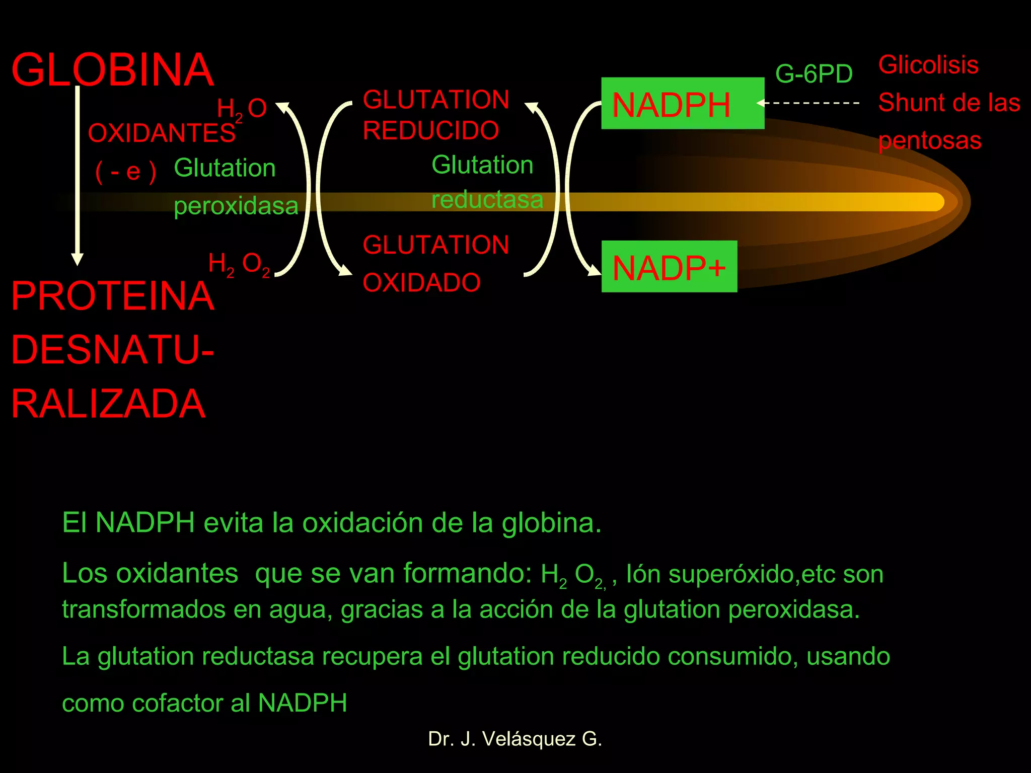 GLOBINA PROTEINA DESNATU- RALIZADA OXIDANTES ( - e ) NADPH NADP+ GLUTATION REDUCIDO GLUTATION OXIDADO H 2  O 2 H 2  O Glicolisis Shunt de las pentosas Glutation reductasa Glutation peroxidasa G-6PD El NADPH evita la oxidación de la globina. Los oxidantes  que se van formando:  H 2  O 2,  , Ión superóxido,etc son transformados en agua, gracias a la acción de la glutation peroxidasa. La glutation reductasa recupera el glutation reducido consumido, usando como cofactor al NADPH 