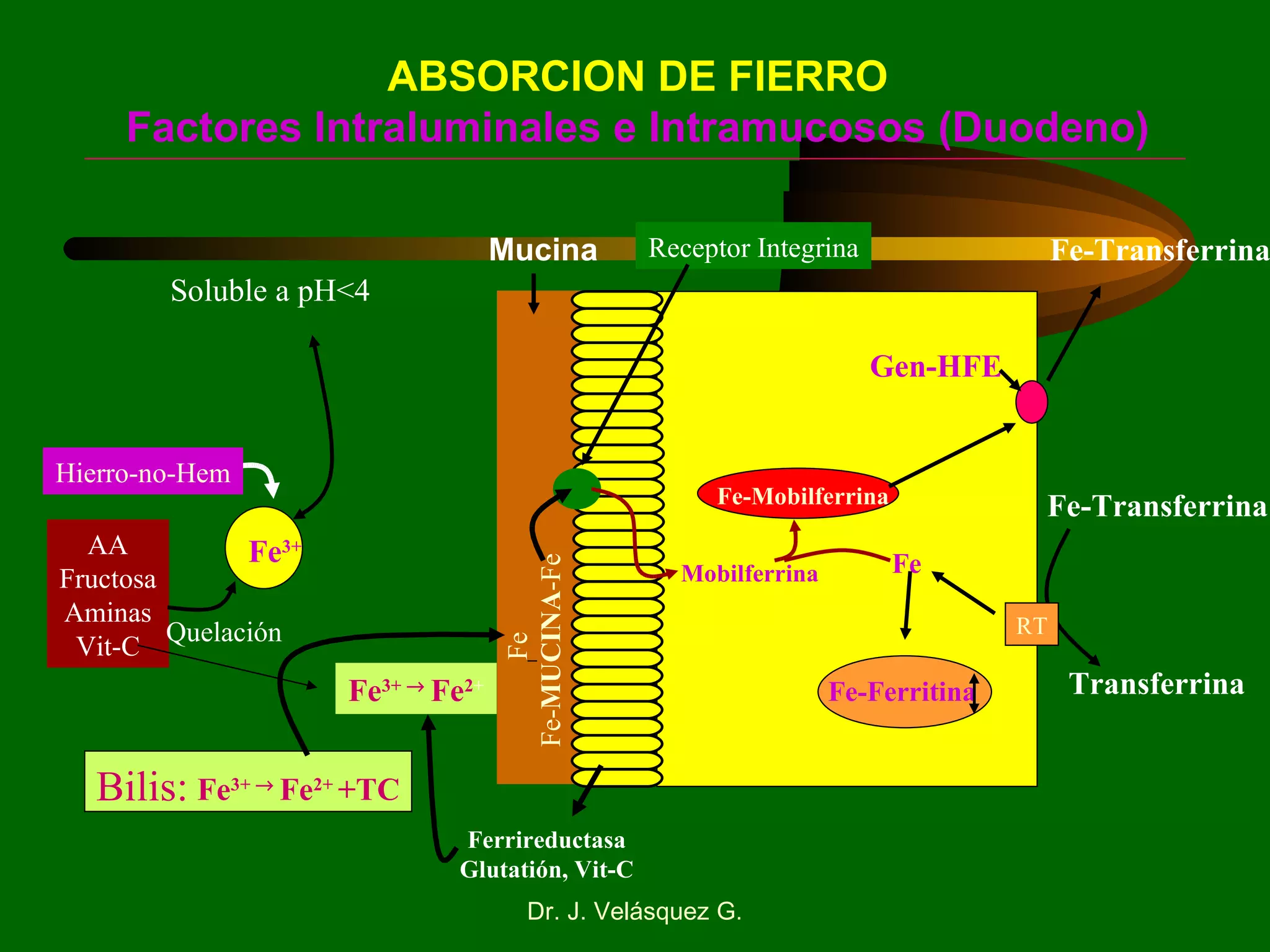 ABSORCION DE FIERRO Factores Intraluminales e Intramucosos (Duodeno) Soluble a pH<4 Hierro-no-Hem AA Fructosa Aminas Vit-C Quelación Bilis:  Fe 3+     Fe 2+  +TC Mucina Fe 3+     Fe 2 + Ferrireductasa Glutatión, Vit-C Mobilferrina Fe Fe-Transferrina Fe-Transferrina RT Transferrina Receptor Integrina Gen-HFE Fe 3+ Fe- MUCINA -Fe Fe Fe-Mobilferrina Fe-Ferritina 