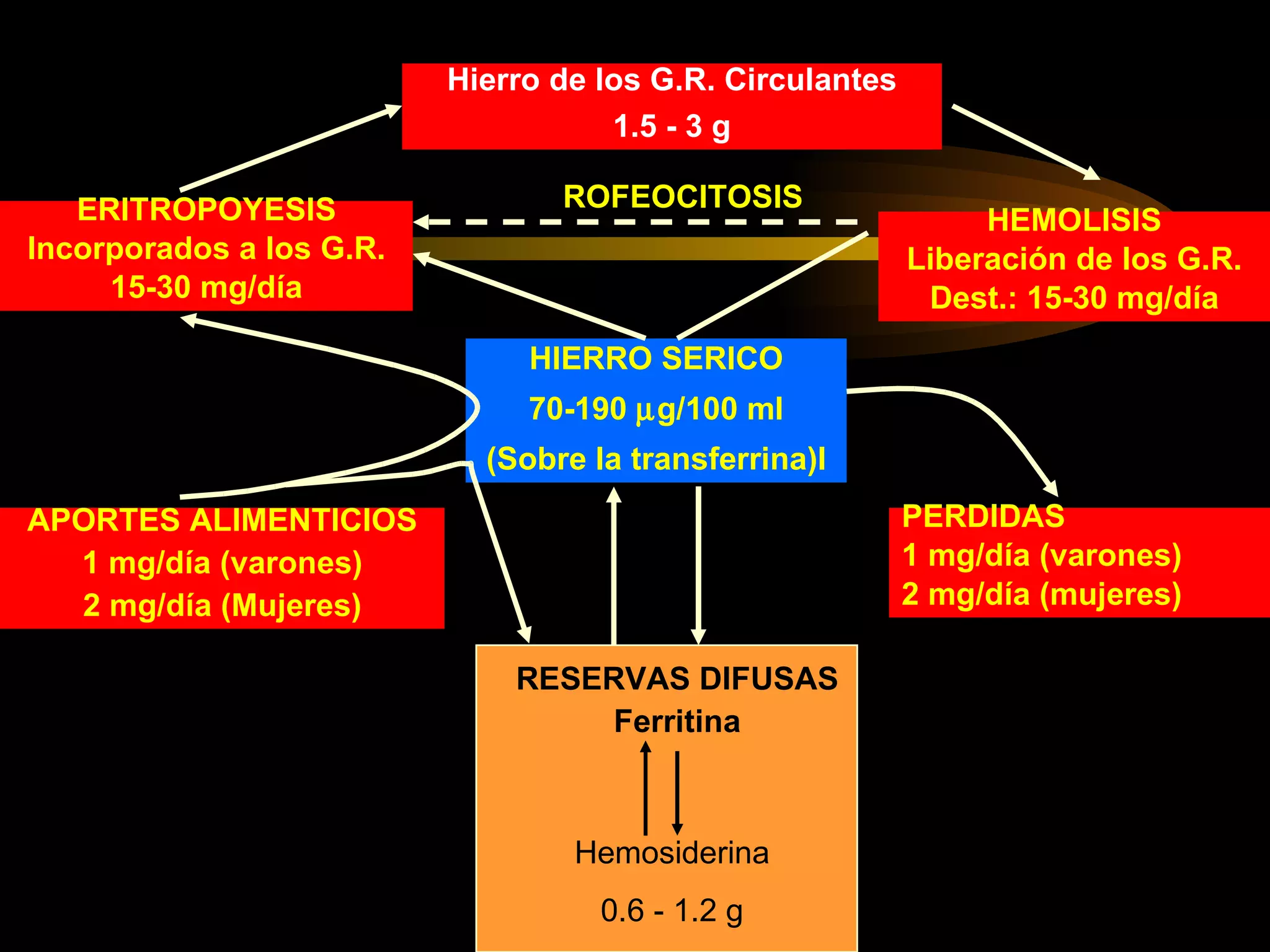Hierro de los eritrocitos Hierro de los G.R. Circulantes 1.5 - 3 g ERITROPOYESIS Incorporados a los G.R. 15-30 mg/día HEMOLISIS Liberación de los G.R. Dest.: 15-30 mg/día APORTES ALIMENTICIOS 1 mg/día (varones) 2 mg/día (Mujeres) PERDIDAS 1 mg/día (varones) 2 mg/día (mujeres) RESERVAS DIFUSAS Ferritina Hemosiderina 0.6 - 1.2 g HIERRO SERICO 70-190   g/100 ml (Sobre la transferrina)l ROFEOCITOSIS 