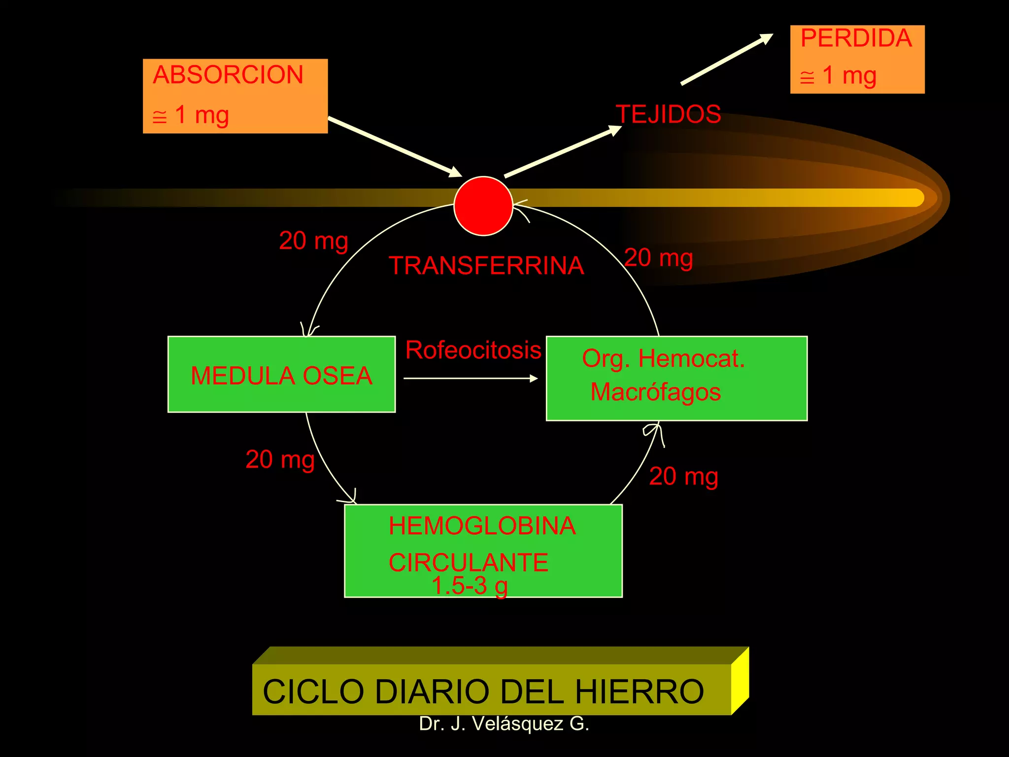 MEDULA OSEA Org. Hemocat. Macrófagos HEMOGLOBINA CIRCULANTE TEJIDOS PERDIDA    1 mg ABSORCION    1 mg TRANSFERRINA 20 mg 20 mg 20 mg 20 mg CICLO DIARIO DEL HIERRO 1.5-3 g Rofeocitosis 