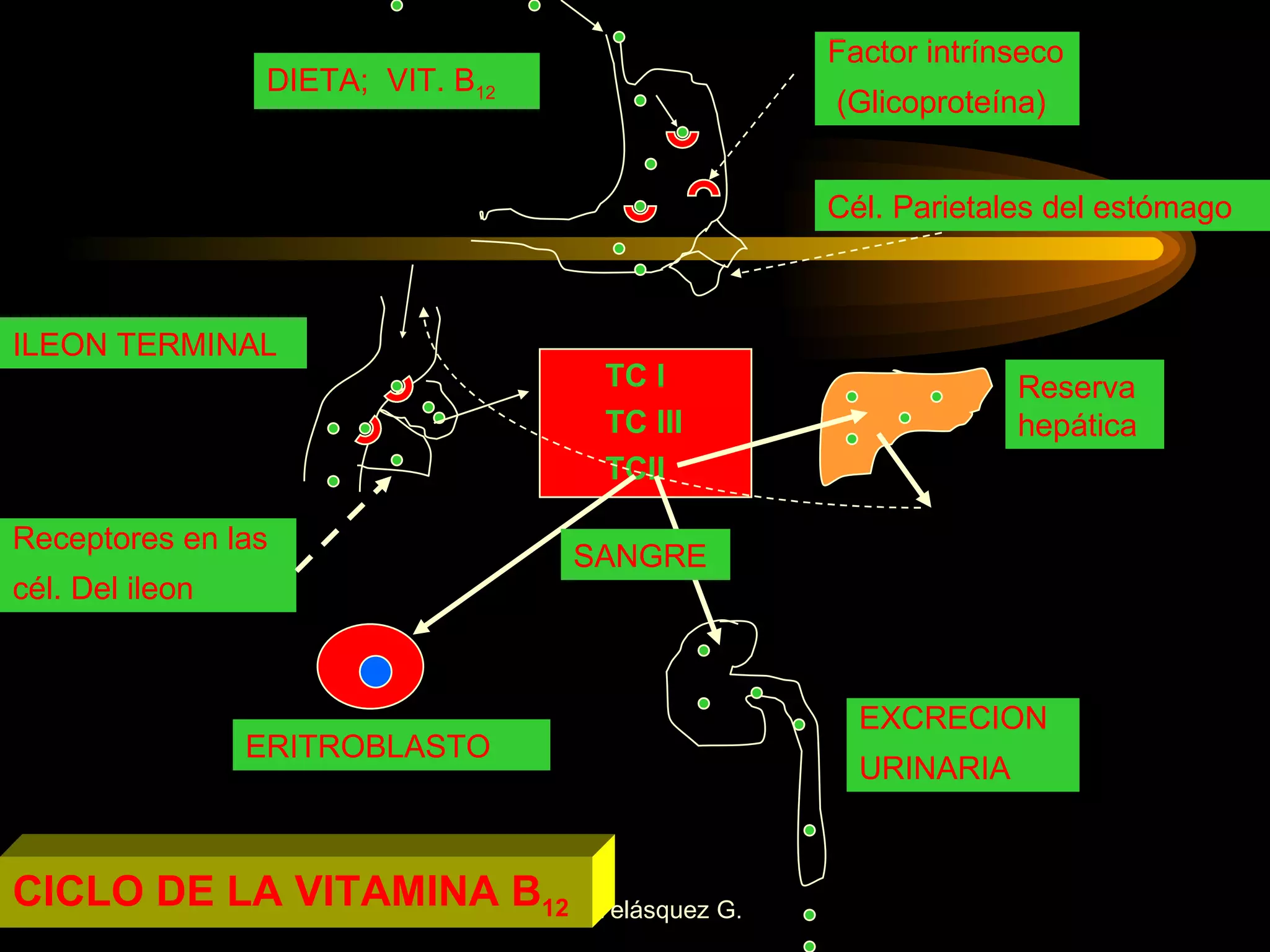 DIETA;  VIT. B 12  TC I TC III  TCII Factor intrínseco (Glicoproteína) Cél. Parietales del estómago Reserva hepática ERITROBLASTO EXCRECION URINARIA Receptores en las cél. Del ileon ILEON TERMINAL SANGRE CICLO DE LA VITAMINA B 12 