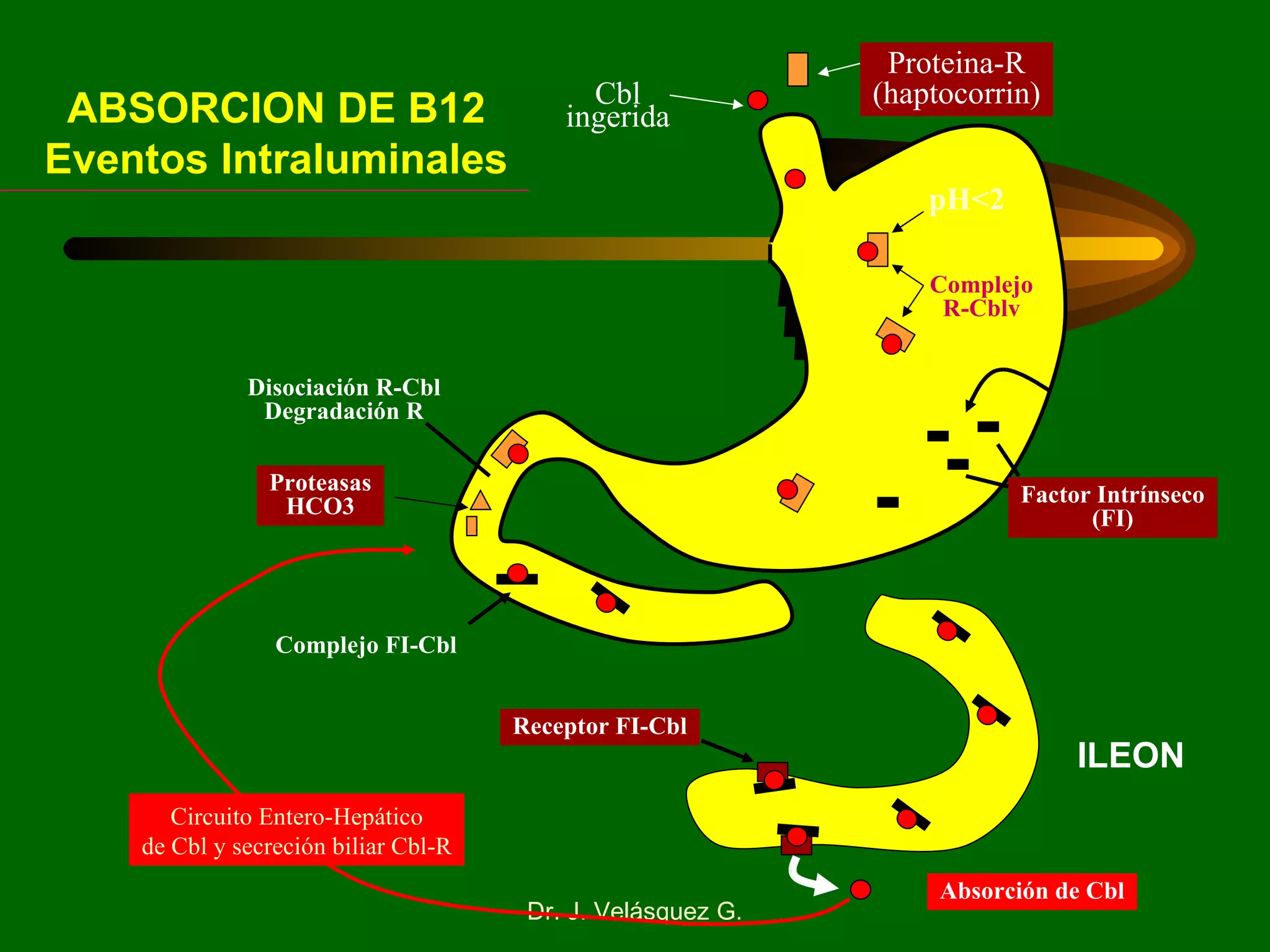 pH<2 Cbl ingerida Proteina-R (haptocorrin) Complejo R-Cblv Factor Intrínseco (FI) Disociación R-Cbl Degradación R Proteasas HCO3 Complejo FI-Cbl Receptor FI-Cbl Absorción de Cbl Circuito Entero-Hepático de Cbl y secreción biliar Cbl-R ABSORCION DE B12 Eventos Intraluminales ILEON 