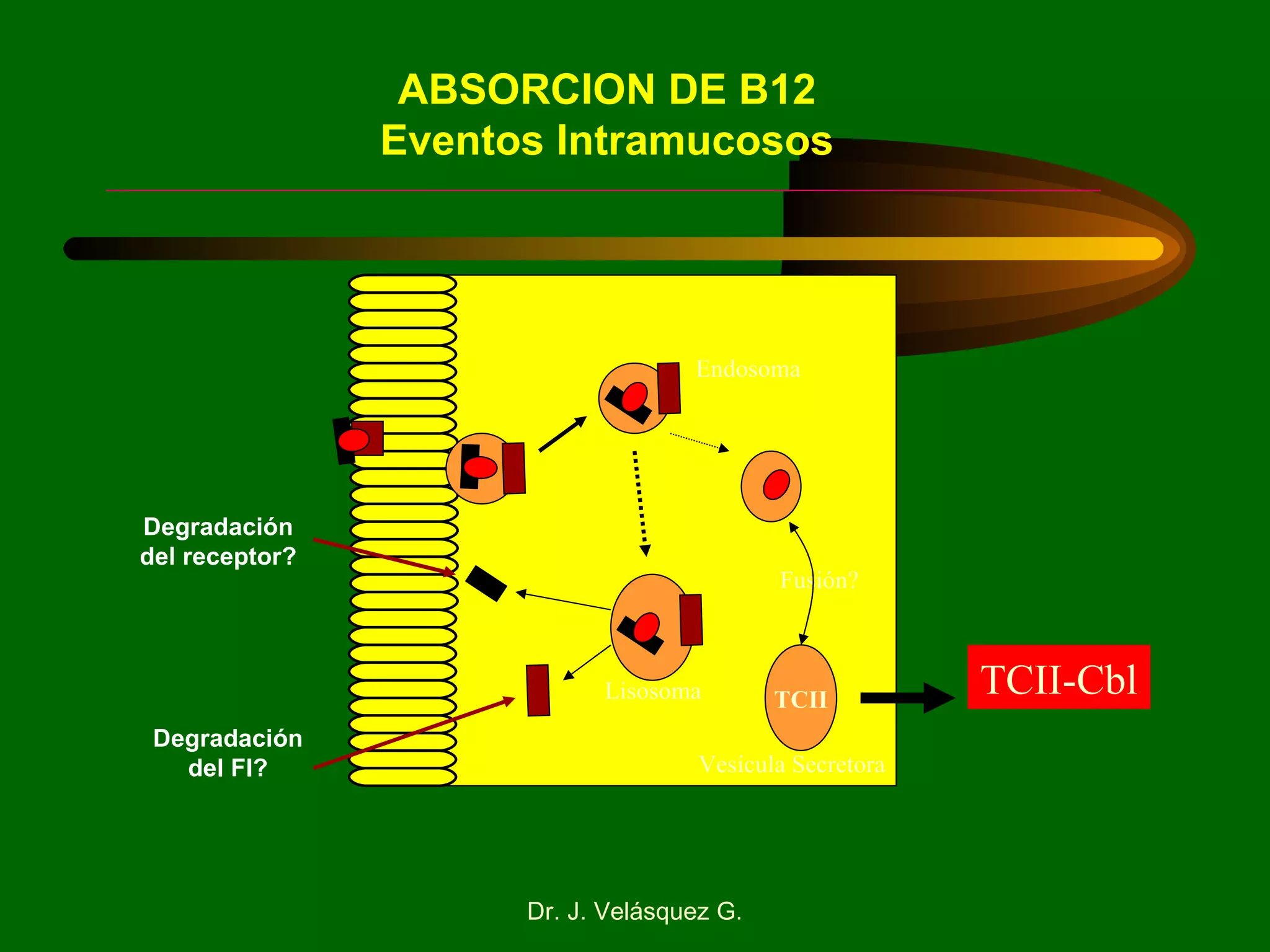 Degradación del receptor? Degradación del FI? TCII Fusión? TCII-Cbl Endosoma Lisosoma Vesícula Secretora ABSORCION DE B12 Eventos Intramucosos 