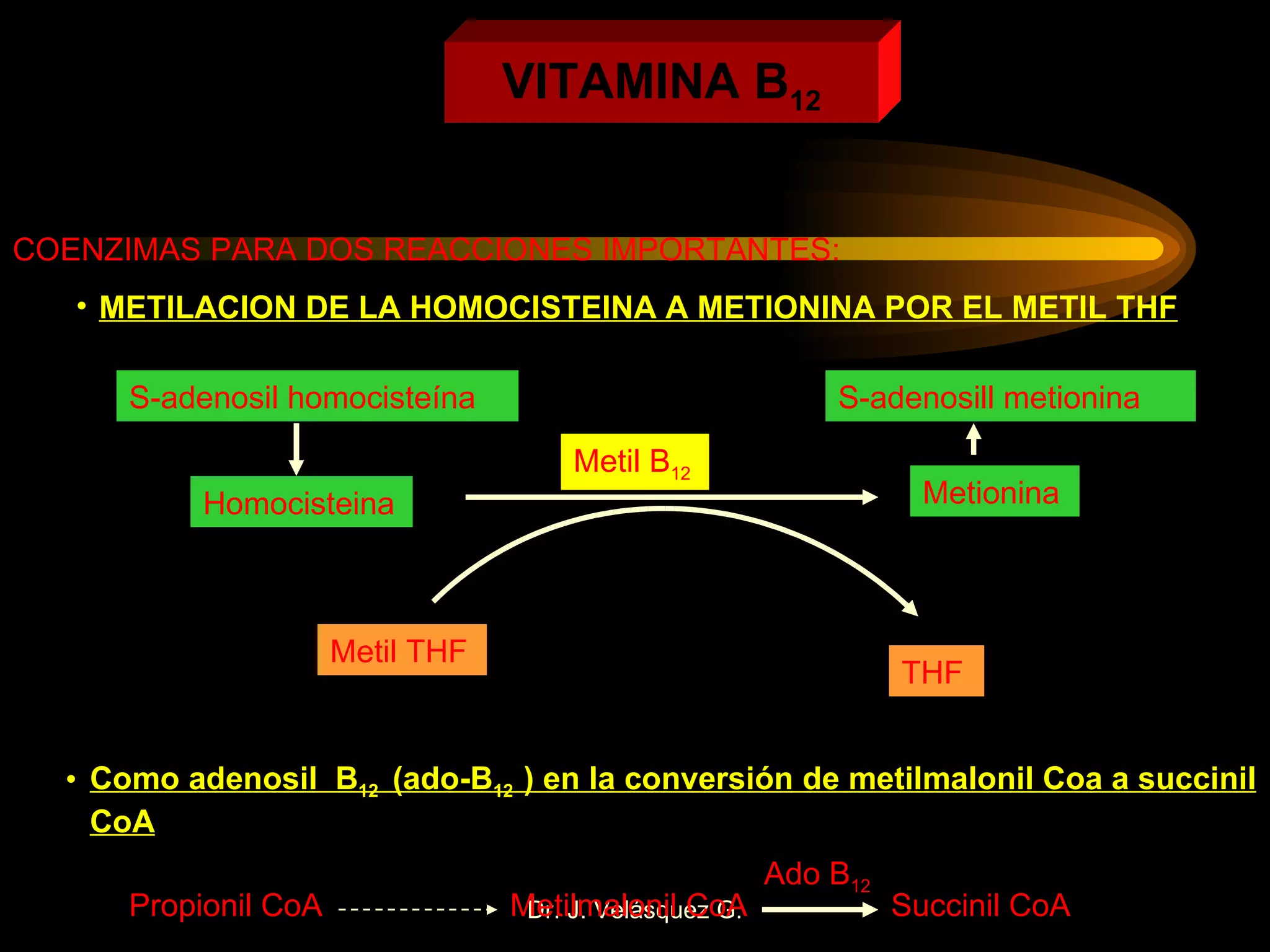 VITAMINA B 12 COENZIMAS PARA DOS REACCIONES IMPORTANTES: METILACION DE LA HOMOCISTEINA A METIONINA POR EL METIL THF S-adenosil homocisteína Homocisteina S-adenosill metionina Metionina Metil B 12 Metil THF THF Como adenosil  B 12  (ado-B 12  ) en la conversión de metilmalonil Coa a succinil CoA Propionil CoA  Metilmalonil CoA Succinil CoA Ado B 12 