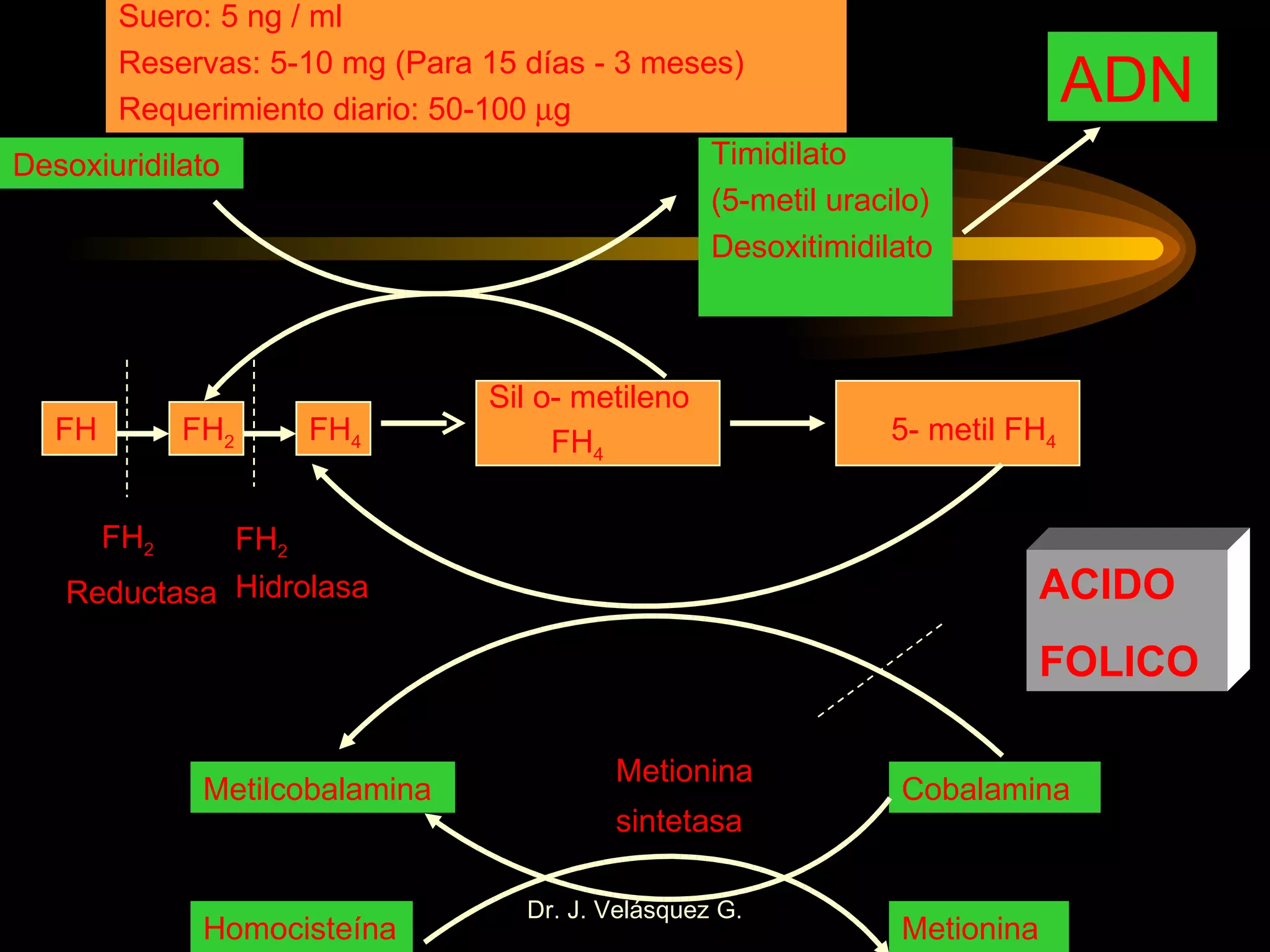 FH FH 2 FH 4 Sil o- metileno FH 4 5- metil FH 4 Desoxiuridilato Timidilato (5-metil uracilo) Desoxitimidilato ADN FH 2 Reductasa FH 2 Hidrolasa Metilcobalamina Cobalamina Homocisteína Metionina Metionina sintetasa Suero: 5 ng / ml Reservas: 5-10 mg (Para 15 días - 3 meses) Requerimiento diario: 50-100   g ACIDO FOLICO 