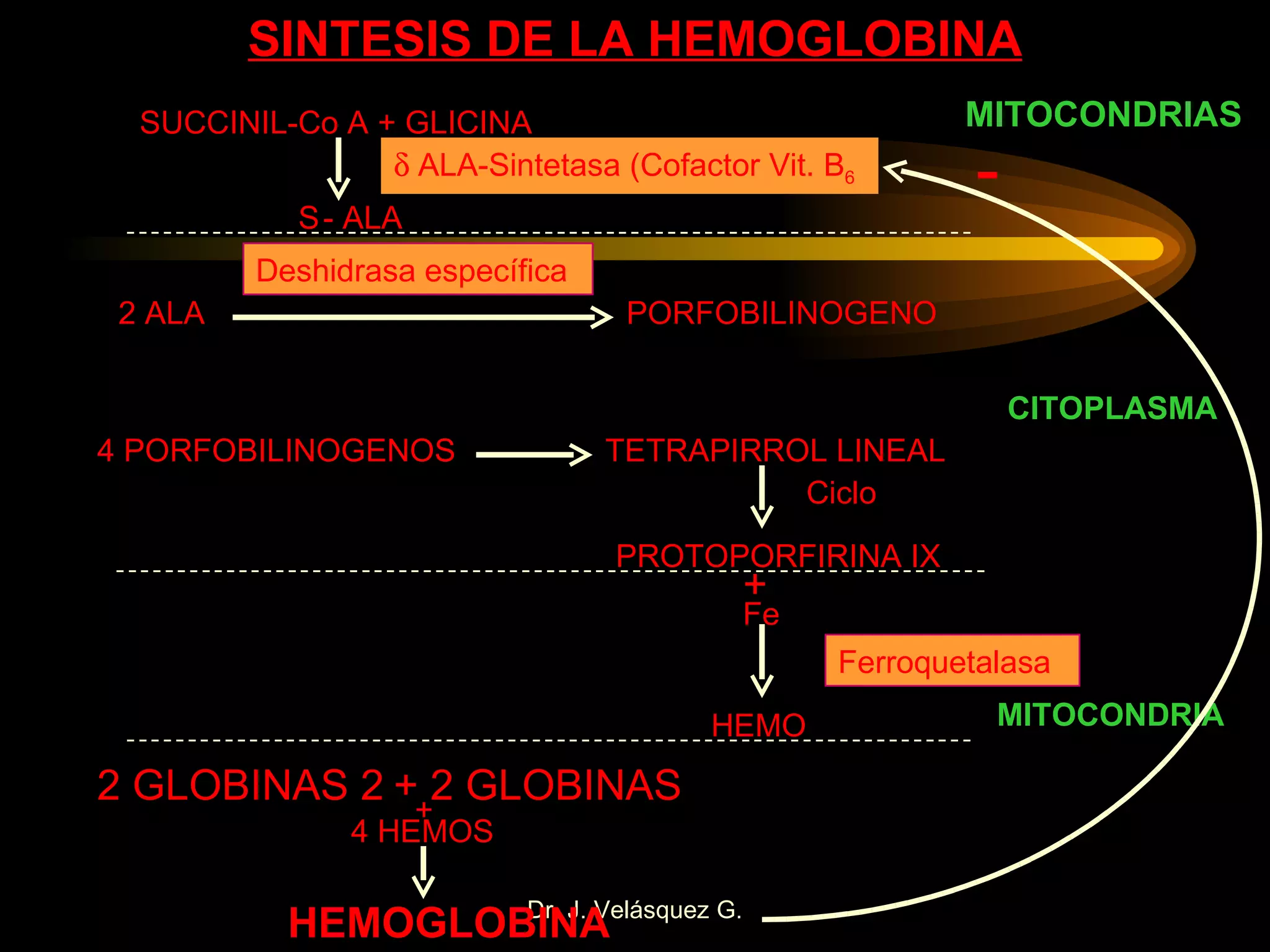 SINTESIS DE LA HEMOGLOBINA SUCCINIL-Co A + GLICINA    - ALA 2 ALA PORFOBILINOGENO 4 PORFOBILINOGENOS TETRAPIRROL LINEAL PROTOPORFIRINA IX Fe HEMO Deshidrasa específica + Ciclo Ferroquetalasa    ALA-Sintetasa (Cofactor Vit. B 6 MITOCONDRIAS CITOPLASMA MITOCONDRIA 2 GLOBINAS    + 2 GLOBINAS   4 HEMOS HEMOGLOBINA + - 