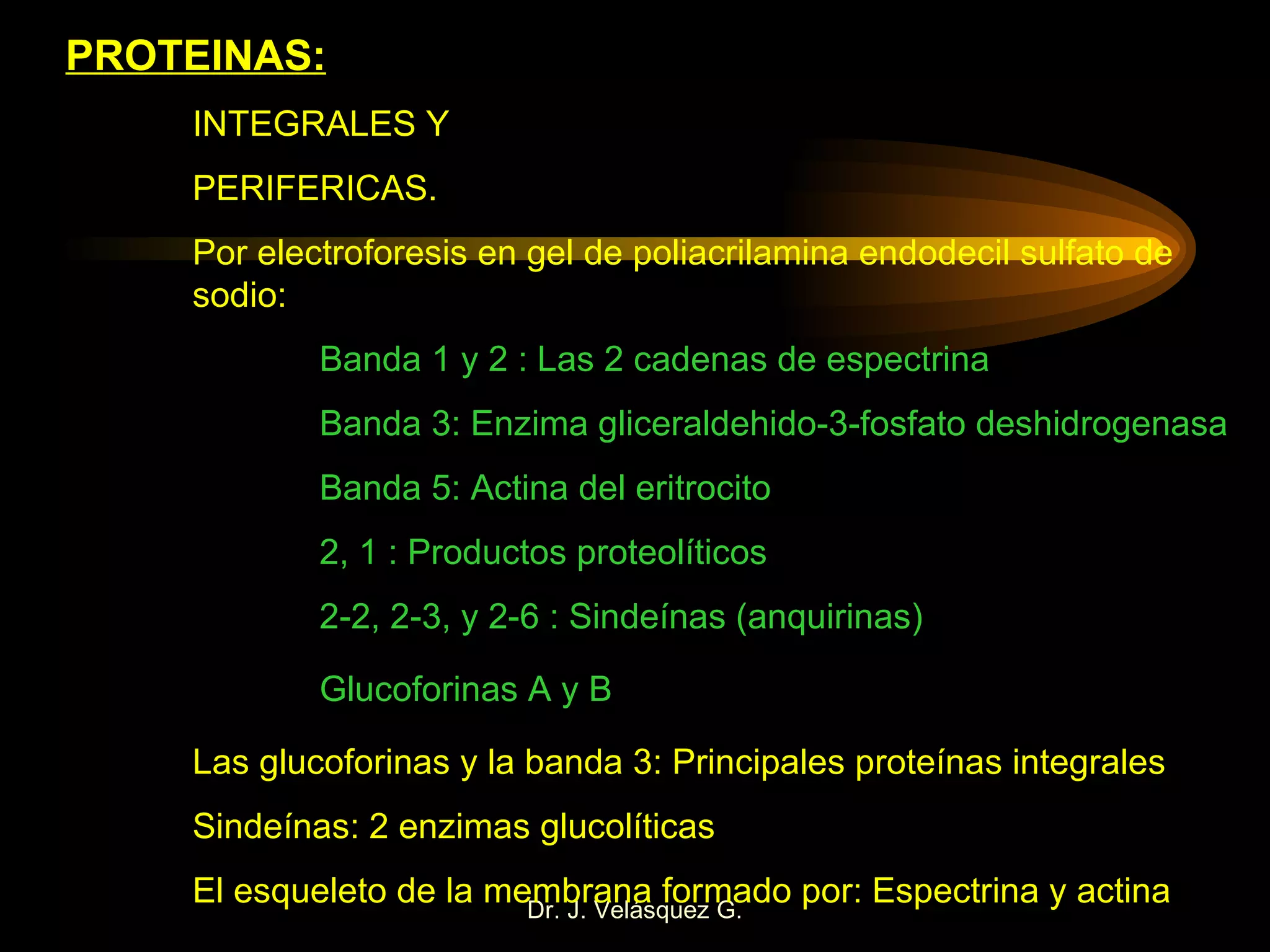 PROTEINAS: INTEGRALES Y PERIFERICAS. Por electroforesis en gel de poliacrilamina endodecil sulfato de  sodio: Banda 1 y 2 : Las 2 cadenas de espectrina Banda 3: Enzima gliceraldehido-3-fosfato deshidrogenasa Banda 5: Actina del eritrocito 2, 1 : Productos proteolíticos 2-2, 2-3, y 2-6 : Sindeínas (anquirinas) Glucoforinas A y B Las glucoforinas y la banda 3: Principales proteínas integrales Sindeínas: 2 enzimas glucolíticas El esqueleto de la membrana formado por: Espectrina y actina 