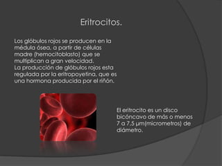 Eritrocitos. Los glóbulos rojos se producen en la médula ósea, a partir de células madre (hemocitoblasto) que se multiplican a gran velocidad. La producción de glóbulos rojos esta regulada por la eritropoyetina, que es una hormona producida por el riñón.  El eritrocito es un disco bicóncavo de más o menos 7 a 7,5 μm(micrometros) de diámetro. 