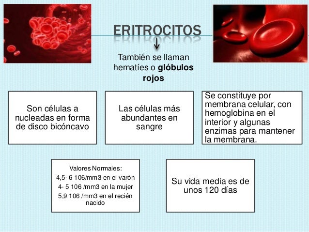 Eritrocitos