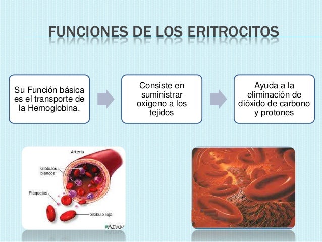Eritrocitos