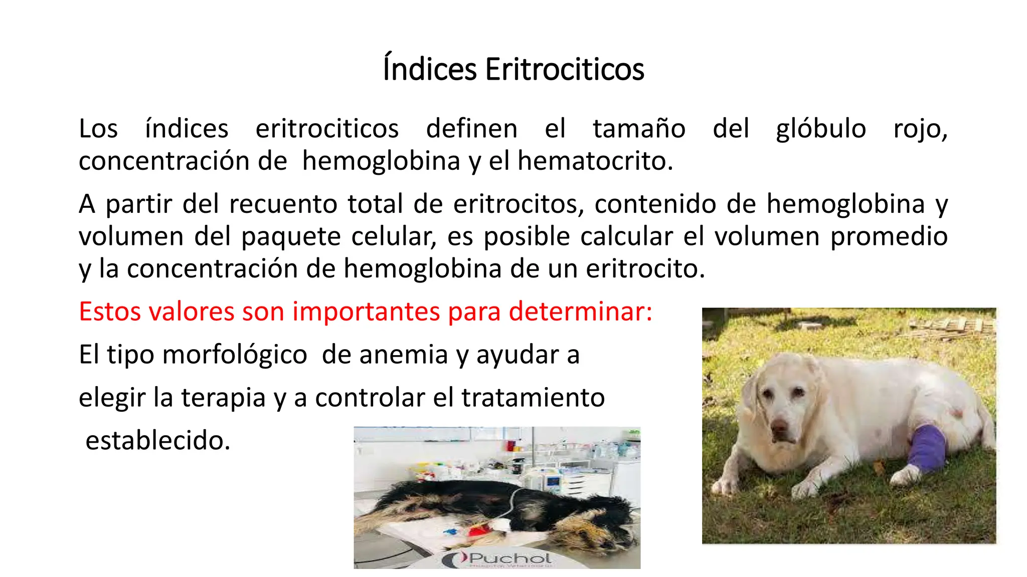 Índices Eritrociticos
Los índices eritrociticos definen el tamaño del glóbulo rojo,
concentración de hemoglobina y el hematocrito.
A partir del recuento total de eritrocitos, contenido de hemoglobina y
volumen del paquete celular, es posible calcular el volumen promedio
y la concentración de hemoglobina de un eritrocito.
Estos valores son importantes para determinar:
El tipo morfológico de anemia y ayudar a
elegir la terapia y a controlar el tratamiento
establecido.
 