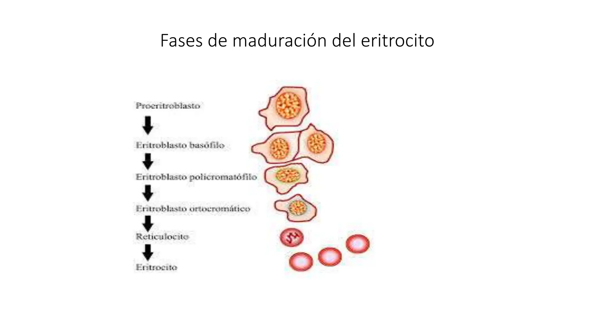 Fases de maduración del eritrocito
 