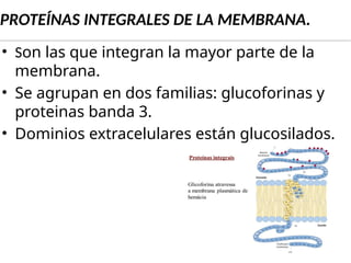 Estructura, Función y Enfermedades de los Eritrocitos en Humanos | PPTX