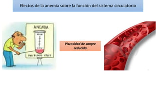 Efectos de la anemia sobre la función del sistema circulatorio
Viscosidad de sangre
reducida
 