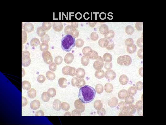 Eritrocitos, leucocitos y plaquetas