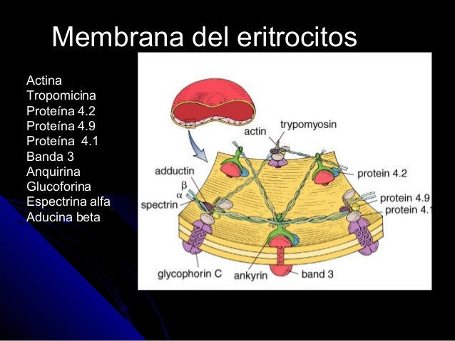 Eritrocitos, leucocitos y plaquetas