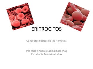 ERITROCITOS Conceptos básicos de los Hematíes Por Yeison Andrés Espinal Cárdenas Estudiante Medicina UdeA 