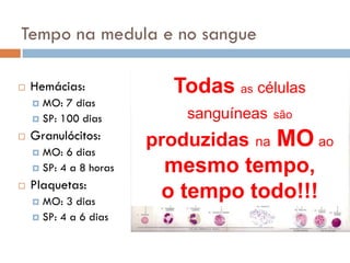 Tempo na medula e no sangue

   Hemácias:             Todas as células
     MO: 7 dias
     SP: 100 dias          sanguíneas    são
   Granulócitos:       produzidas   na   MO ao
     MO: 6 dias
     SP: 4 a 8 horas    mesmo tempo,
   Plaquetas:
     MO: 3 dias
                         o tempo todo!!!
     SP: 4 a 6 dias
 